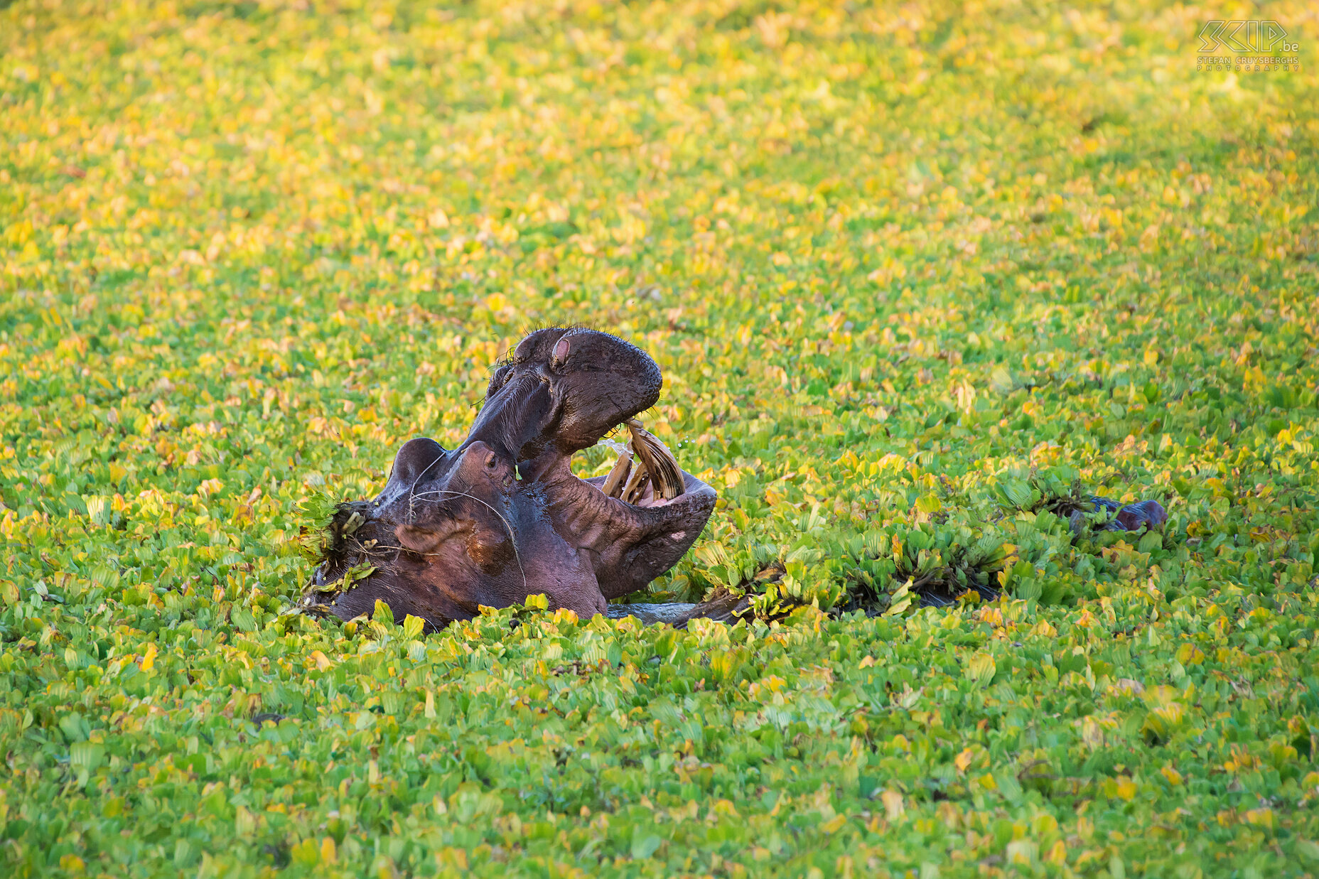 South Luangwa - Hippo in nile cabbage A hippo between the green Nile cabbage at one of the pools in South Luangwa.  Hippos can weigh 2 to 3 tons. They have large canines which can be used to injure opponents. Stefan Cruysberghs